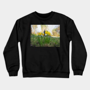 Yellow daffodils. Spring is coming stay active Crewneck Sweatshirt